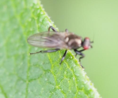 Crumomyia sp.
